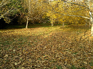 forest trees, fall, trees