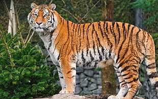 photo of tiger standing under green cypress tree background
