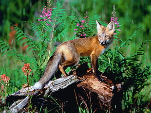 brown fox near green leaf plant