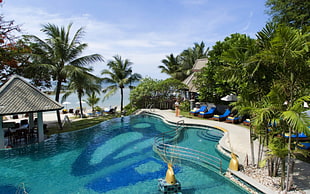 aerial photo of swimming pool surrounded by palm trees