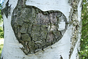 heart carved on trunk of tree