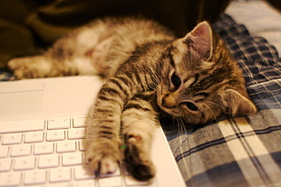 brown tabby kitten lying near the white laptop