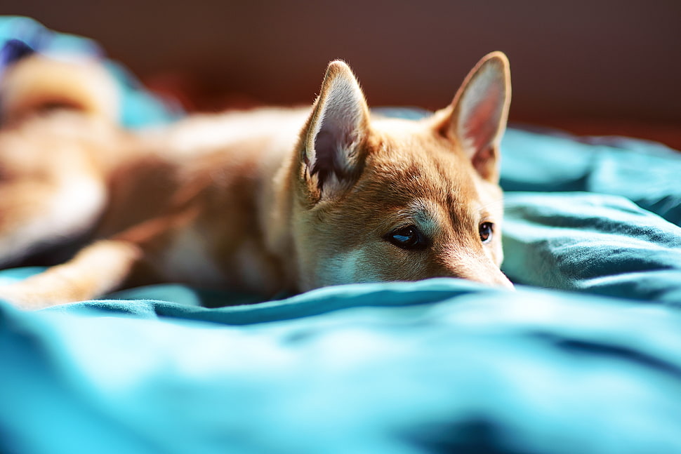 short-coated brown dog lying on blue textile HD wallpaper