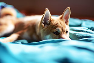 short-coated brown dog lying on blue textile