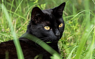 black cat on green grasses during daytime HD wallpaper