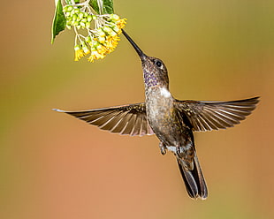 selective focus photography of black humming bird, inca