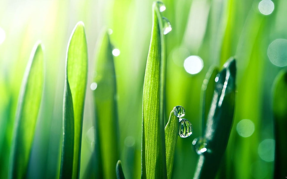 macroscopic photography of dewdrops on leaf HD wallpaper
