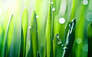 macroscopic photography of dewdrops on leaf
