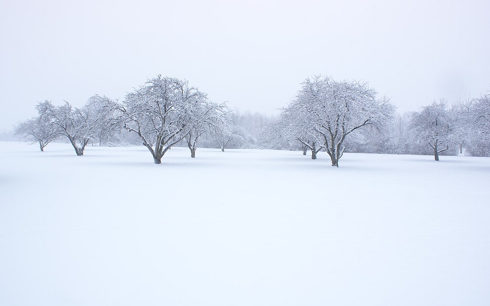 white trees, winter, snow, trees, landscape HD wallpaper