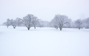 white trees, winter, snow, trees, landscape