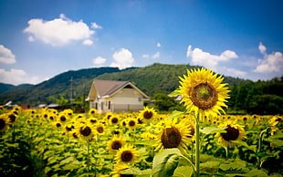 yellow sunflower field, nature, sunflowers, landscape HD wallpaper