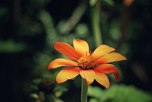 orange petal flower, Flower, Bud, Petals