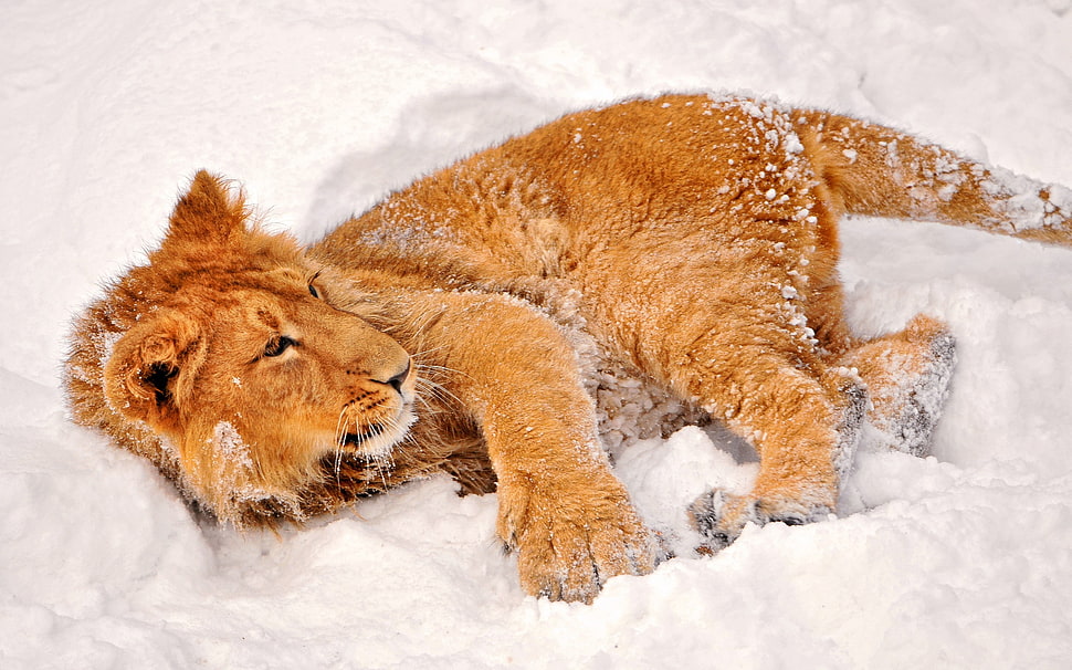 brown lion, animals, lion, snow HD wallpaper
