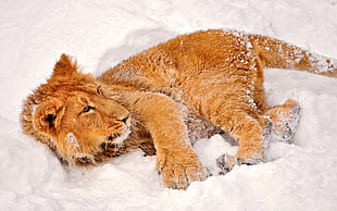 brown lion, animals, lion, snow