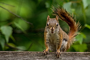 shallow focus photography of brown squirrel HD wallpaper