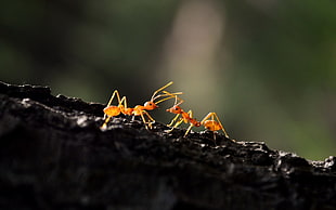 two orange ants, animals, hymenoptera, oecophylla, macro