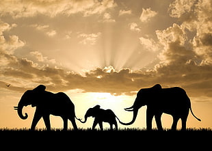 silhouette photo of three elephants