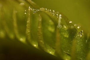 close up photo Venus Fly trap with water dew