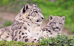 two white tigers laying on green grass field