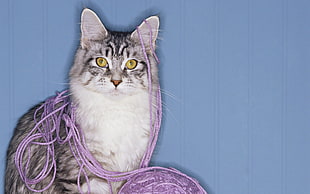 white and gray cat wrapped with purple thread