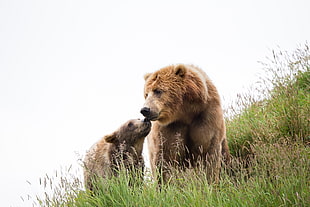 two brown bear on green grass under bright sky