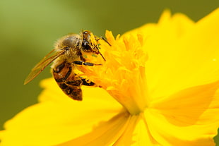Honey bee on flower during daytime HD wallpaper