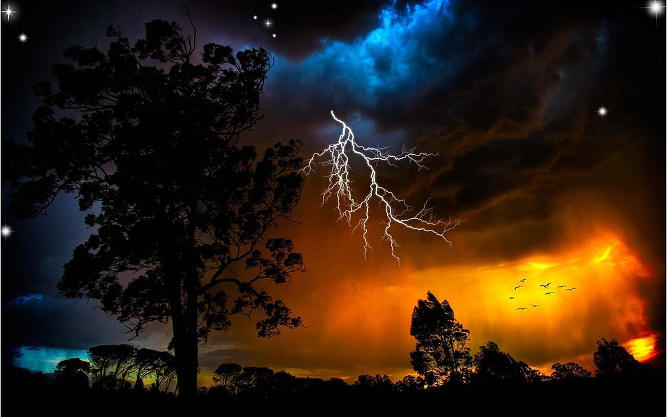 silhouette of tree under cloudy sky HD wallpaper