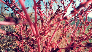 close-up photography of pink stem