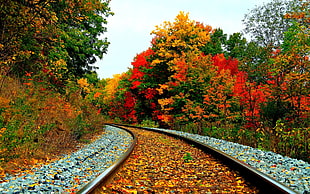 leaves on railroad HD wallpaper