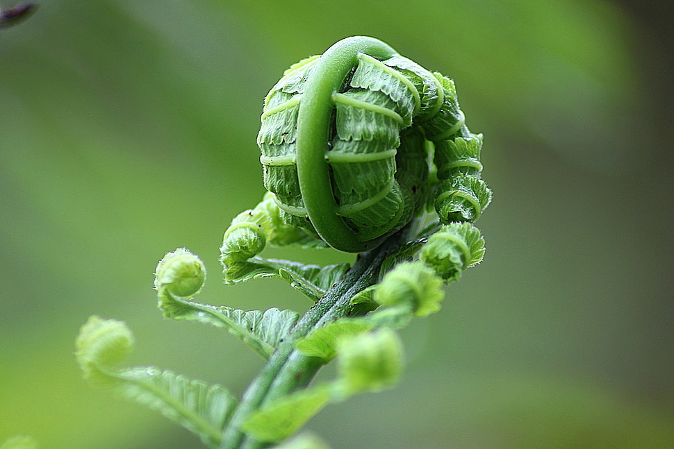green Fern plant HD wallpaper