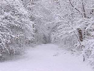 snowy pathway surrounded by trees HD wallpaper