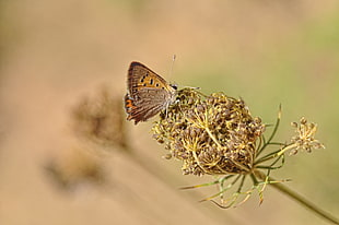 brown butterfly on petal flower
