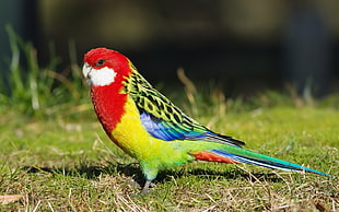 red, yellow, and green Macau bird