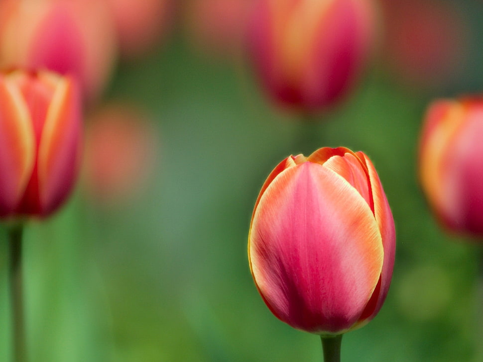 red and orange tulip bud in selective focus photography HD wallpaper