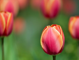 red and orange tulip bud in selective focus photography
