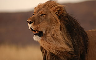 selective photography of lion