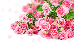 pink roses lot HD wallpaper