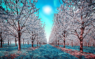 white leaf brown tree, nature, infrared, trees