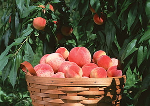 pink fruits
