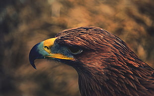 brown eagle, brown, hawks, animals, birds HD wallpaper
