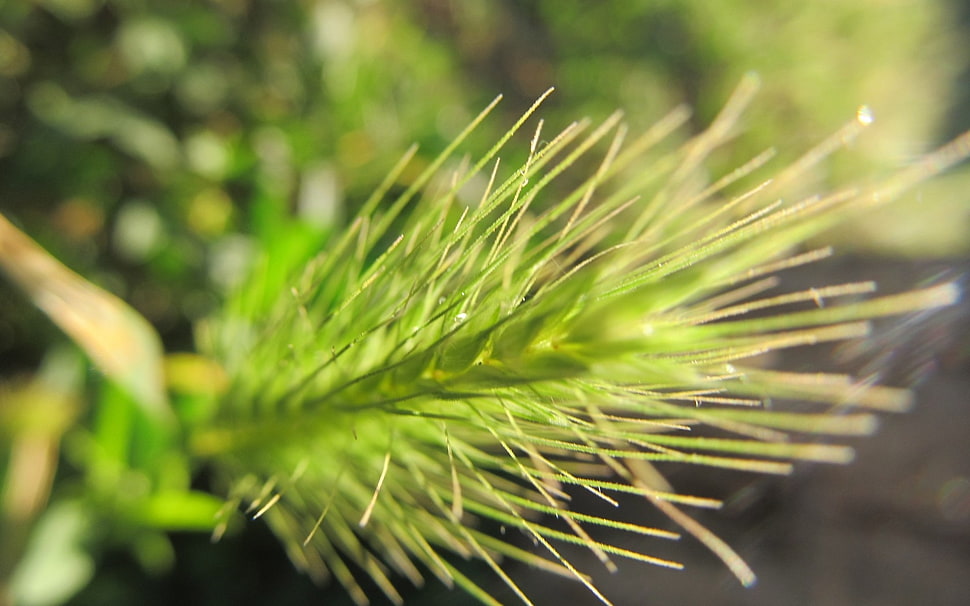 green spiky plant close-up photo HD wallpaper