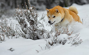medium sized short-coated dog playing on snowy day