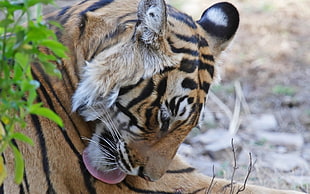 tiger animal HD wallpaper