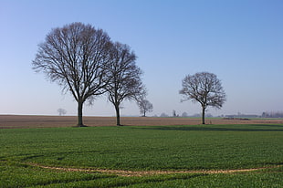 three leafless inline trees near grass field