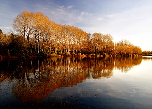 yellow trees reflecting on body of water during daytime, christchurch HD wallpaper