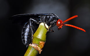 photo of black and red insect on green branch