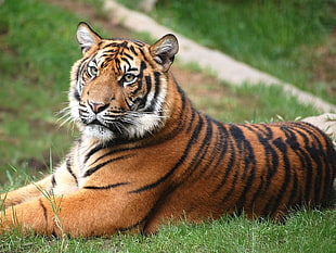 tilt lens photography of tiger