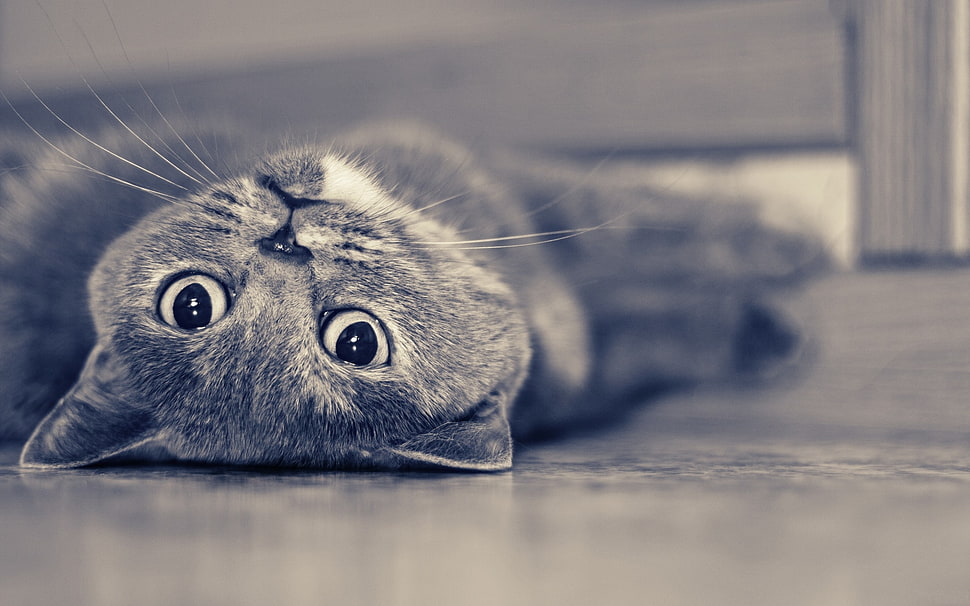 short-fur gray cat lying on floor HD wallpaper