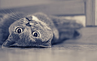 short-fur gray cat lying on floor