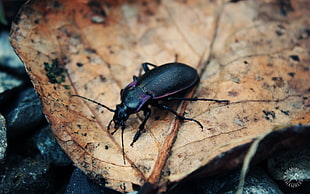 black beetle on top of dried leaf HD wallpaper